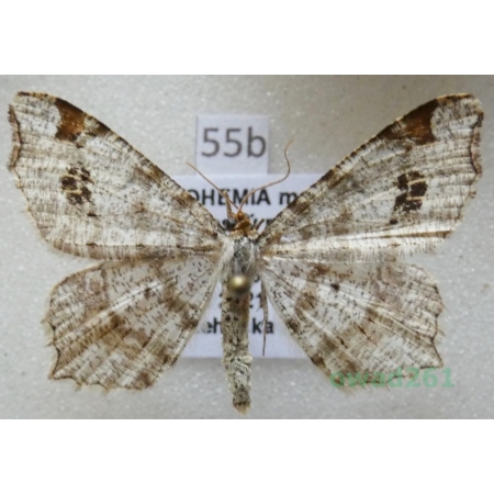Macaria notata (Linnaeus, 1758) Witalnik dębiak Czech55b